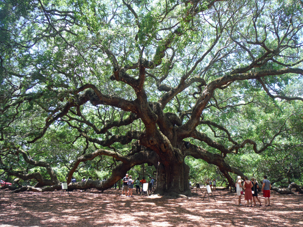 The Angel Oak Tree